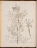 Flora boreali-americana, or, The botany of the northern parts of British America