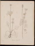 The botany of Captain Beechey's voyage : comprising an account of the plants collected by Messrs Lay and Collie, and other officers of the expedition, during the voyage to the Pacific and Bering's strait, performed in His Majesty's Ship Blossom, under the command of Captain F.W. Beechey in the years 1825, 26, 27 and 28