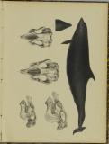 Abhandlungen aus dem Gebiete der Zoologie und vergleichenden Anatomie