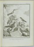 Histoire naturelle des oiseaux