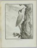 Histoire naturelle des oiseaux