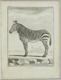 Histoire naturelle, générale et particulière. Quadrupèdes
