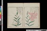 《百合花鏡集》