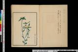 《植物写生図　廿一種買上》