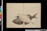島めぐりの記《島めくりの記》