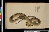《第二内博諸県出品　動物写生》