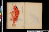 《博物館魚譜》