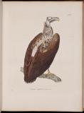 Nouveau recueil de planches coloriées d'oiseaux : pour servir de suite et de complément aux planches enluminées de Buffon, édition in-folio et in-4[0] de l'Imprimerie royale, 1770