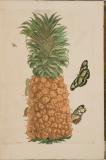 Dissertation sur la génération et les transformations des insectes de Surinam : dans laquelle on traite des vers et des chenilles de Surinam, des plantes, fleurs, & fruits dont ils vivent & dans lesquels on les a trouvez : on y parle aussi des crapaux, lezards, serpens, aragnées, & autres petits animaux du même païs, peints sur les lieux d'après nature, & depuis gravez avec beaucoup de soin : on y a joint un traité des changemens des poissons en grenouilles & des grenouilles en poissons