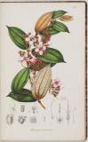 Rumphia, sive, Commentationes botanicæ imprimis de plantis Indiæ Orientalis, tum penitus incognitis tum quæ in libris Rhedii, Rumphii, Roxburghii, Wallichii, aliorum, recensentur