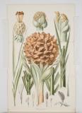 Rumphia, sive, Commentationes botanicæ imprimis de plantis Indiæ Orientalis, tum penitus incognitis tum quæ in libris Rhedii, Rumphii, Roxburghii, Wallichii, aliorum, recensentur