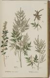 Flora Rossica, seu, Stirpium imperii Rossici per Europam et Asiam indigenarum descriptiones et icones