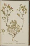 Flora Rossica, seu, Stirpium imperii Rossici per Europam et Asiam indigenarum descriptiones et icones