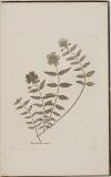 Icones plantarum japonicarum : quas in insulis japonicis annis 1775 et 1776 collegit et descripsit Carolus Petrus Thunberg