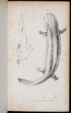 Iets over den grooten zoogenoemden salamander van Japan