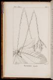 Flora boreali-americana : sistens caracteres plantorum quas in Americâ septentrionali collegit et detexit