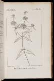 Flora boreali-americana : sistens caracteres plantorum quas in Americâ septentrionali collegit et detexit