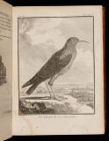 Histoire naturelle des oiseaux