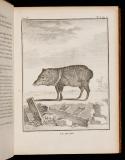 Histoire naturelle, générale et particulière. Quadrupèdes