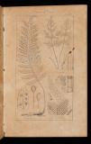 Manual of the botany of the Northern United States : including Virginia, Kentucky, and all east of the Mississippi : arranged according to the natural system