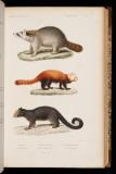 Le règne animal distribué d'après son organisation, pour servir de base a l'histoire naturelle des animaux, et d'introduction a l'anatomie comparée