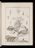 Recueil de planches de botanique de l'encyclopédie