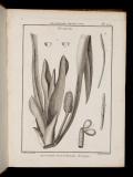 Recueil de planches de botanique de l'encyclopédie