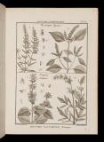 Recueil de planches de botanique de l'encyclopédie