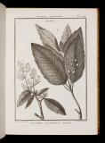 Recueil de planches de botanique de l'encyclopédie