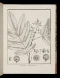 Histoire des plantes de la Guiane Françoise : rangées suivant la méthode sexuelle, avec plusiers mémoires sur différens objets intéressans, relatifs à la culture & au commerce de la Guiane Françoise, & une notice des plantes de l'Isle-de-France