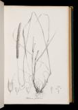 Species Graminum iconibus et descriptionibus