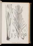 Species Graminum iconibus et descriptionibus