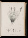 Species Graminum iconibus et descriptionibus