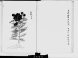 琉球産物志