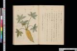 八丈島土略誌・八丈島筆記