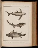 Histoire naturelle des poissons