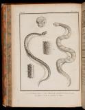 Histoire naturelle des serpens