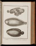 Histoire naturelle des poissons
