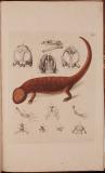 Zoologischer Atlas : enthaltend Abbildungen und Beschreibungen neuer Thierarten, während des Flottcapitains von Kotzebue zweiter Reise um die Welt, auf der Russisch-Kaiserlichen Kriegsschlupp Predpriaetië in den Jahren 1823-1826