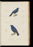 Le règne animal distribué d'après son organisation, pour servir de base a l'histoire naturelle des animaux, et d'introduction a l'anatomie comparée[4] Oiseaux. Atlas