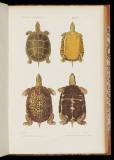 Le règne animal distribué d'après son organisation, pour servir de base a l'histoire naturelle des animaux, et d'introduction a l'anatomie comparée[5]-[6] Reptiles. Texte et atlas