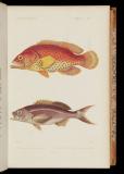 Le règne animal distribué d'après son organisation, pour servir de base a l'histoire naturelle des animaux, et d'introduction a l'anatomie comparée[8] Poissons. Atlas