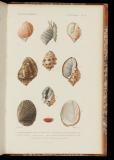 Le règne animal distribué d'après son organisation, pour servir de base a l'histoire naturelle des animaux, et d'introduction a l'anatomie comparée[10a] Mollusques. Atlas 1