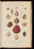 Le règne animal distribué d'après son organisation, pour servir de base a l'histoire naturelle des animaux, et d'introduction a l'anatomie comparée[10b] Mollusques. Atlas 2
