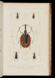 Le règne animal distribué d'après son organisation, pour servir de base a l'histoire naturelle des animaux, et d'introduction a l'anatomie comparée[12] Insectes. Atlas