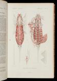 Le règne animal distribué d'après son organisation, pour servir de base a l'histoire naturelle des animaux, et d'introduction a l'anatomie comparée [14] Insectes. Atlas 2. -- [Éd. 2e].