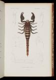 Le règne animal distribué d'après son organisation, pour servir de base a l'histoire naturelle des animaux, et d'introduction a l'anatomie comparée [15]-[16] Arachnides. Annelides. -- [Éd. 2e]
