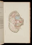 Le règne animal distribué d'après son organisation, pour servir de base a l'histoire naturelle des animaux, et d'introduction a l'anatomie comparée [18] Crustacés. Atlas. -- [Éd. 2e]
