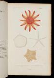 Le règne animal distribué d'après son organisation, pour servir de base a l'histoire naturelle des animaux, et d'introduction a l'anatomie comparée   [20] Zoophytes. Atlas. -- [Éd. 2e]. 