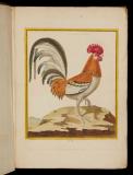 Histoire naturelle des oiseaux ; tab. 1-188.